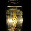 Northern Sea Nettle in a jar.
